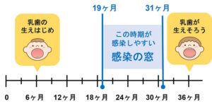 子どもが虫歯になりやすい時期「感染の窓」