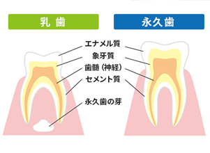 乳歯と永久歯の構造の比較